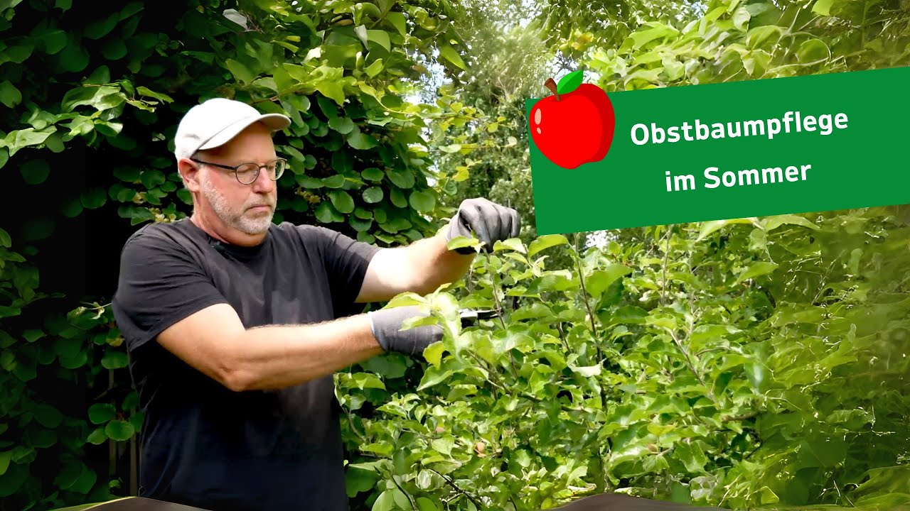 Obstbaumpflege 🌳🍎 Tipps für den Grünschnitt im Sommer