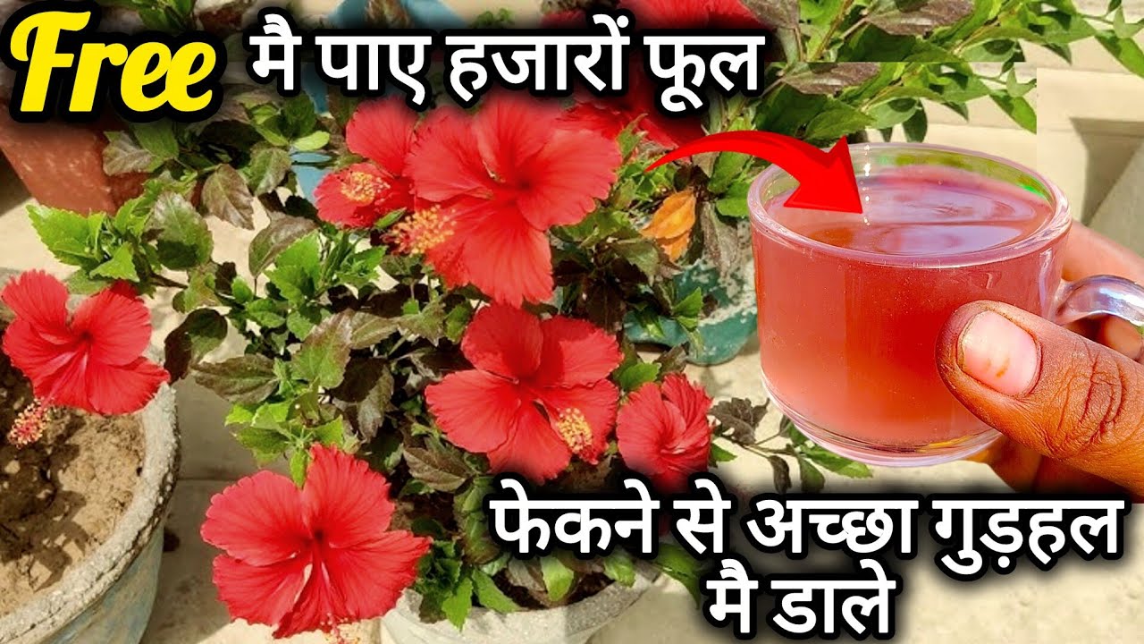 Free मै गुड़हल पर पाए हजारों फूल। Hibiscus plant care. फरवरी मै गुड़हल की देखभाल।Best fertilizer.