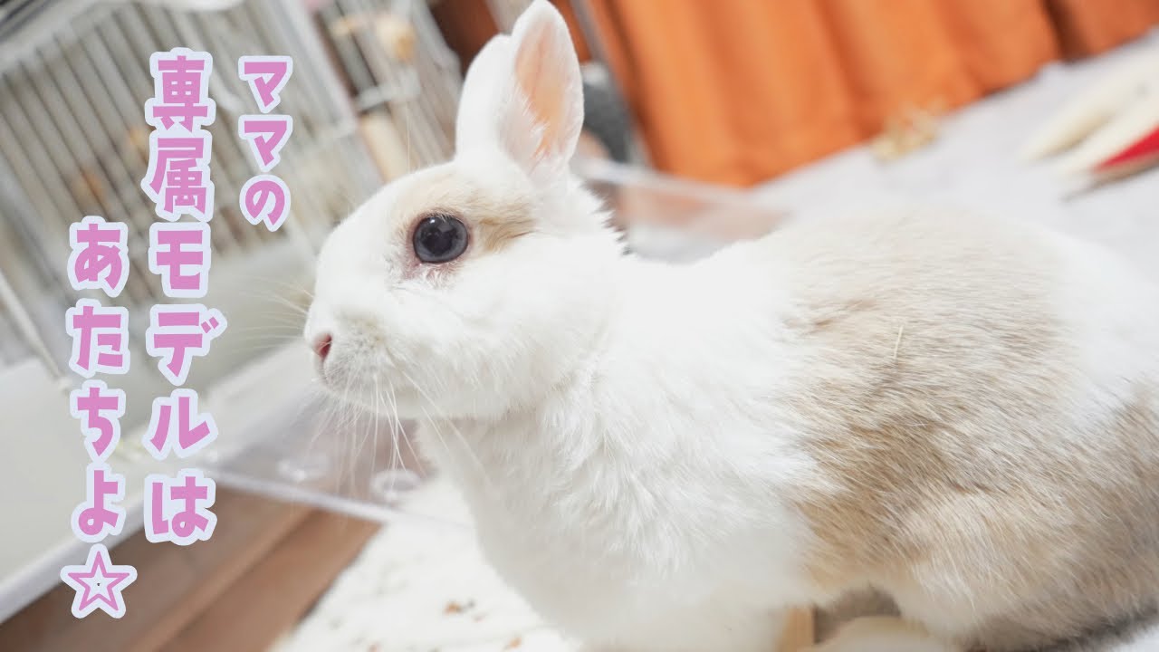 モデル意識高いうさぎ