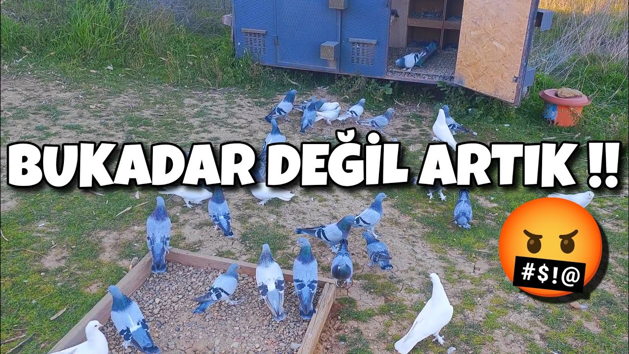 KÜMESİN ÖNÜNDEN YERDEN ALDI GÖTÜRDÜ‼️#oyunkuşu #güvercin #taklacıgüvercin #pigeon #mardinoyunkuşu 