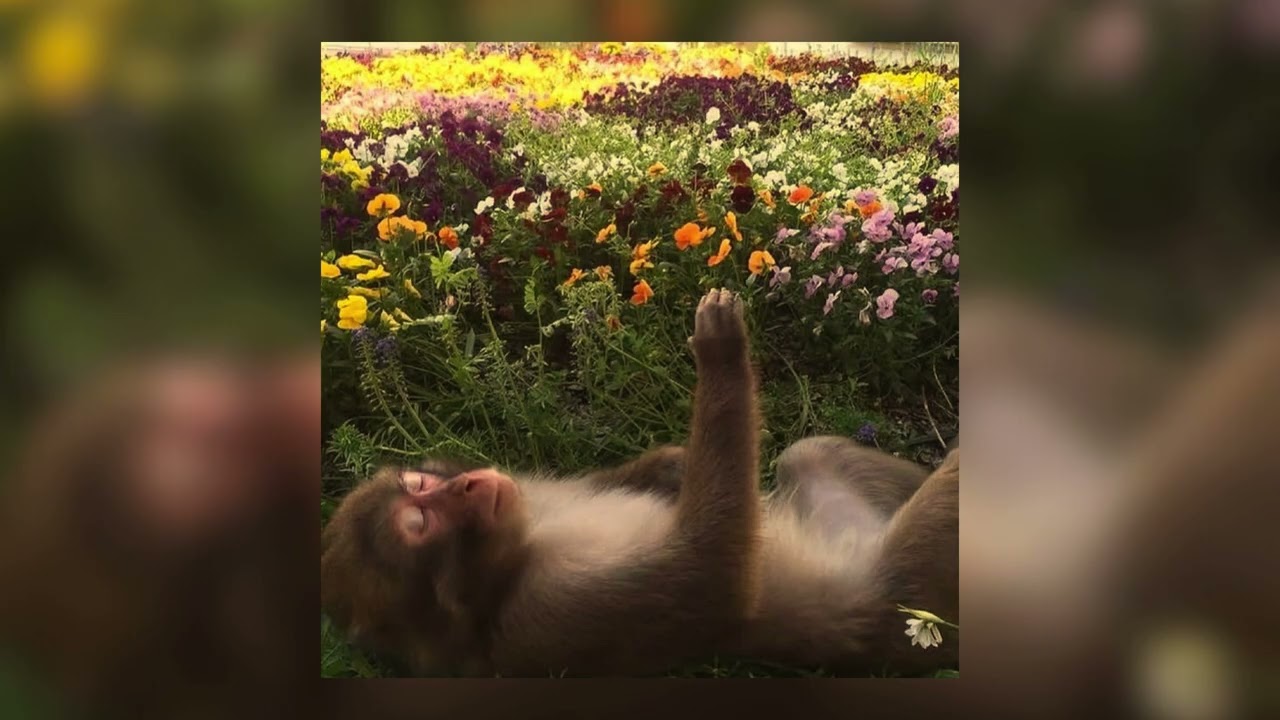 Joji – Last of a Dying Breed (Slowed + Reverb)