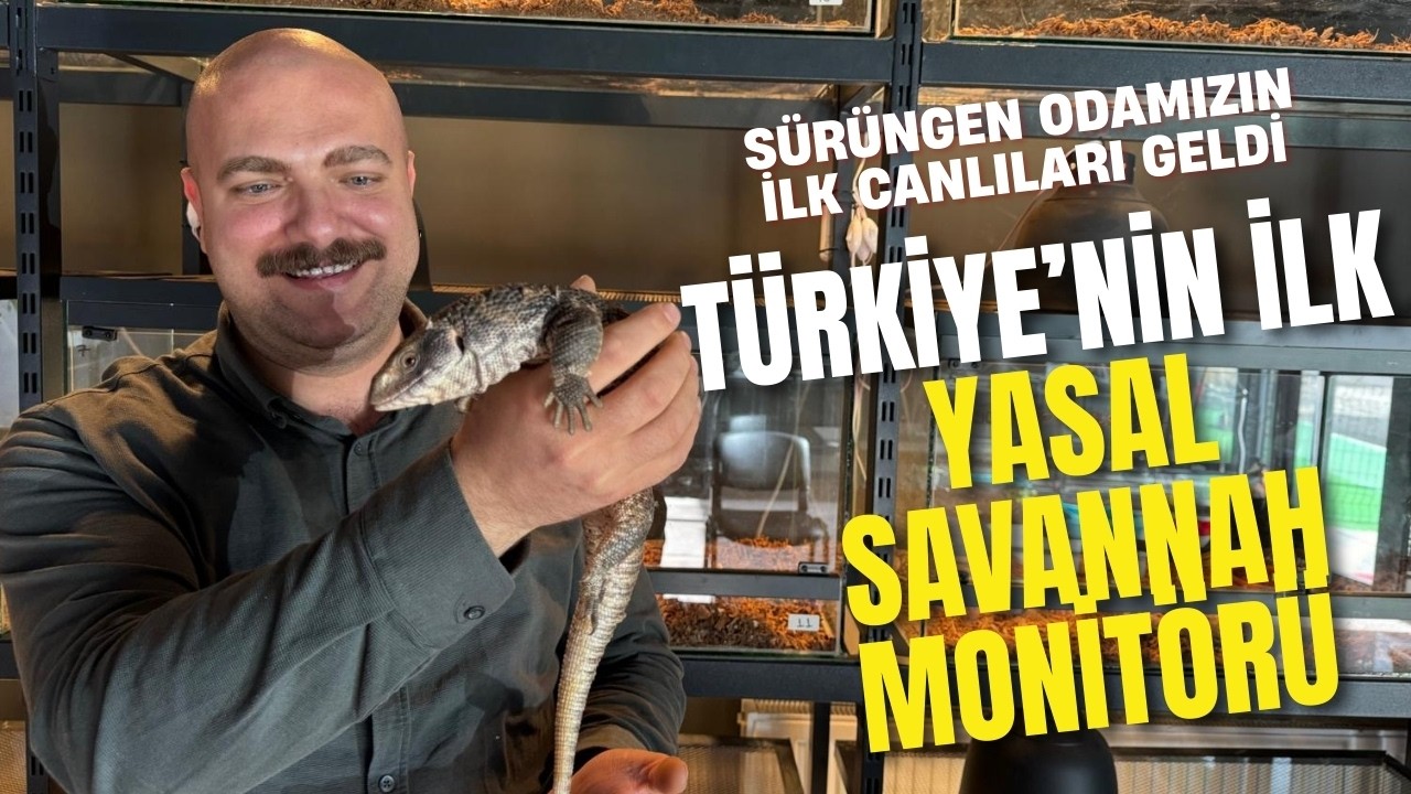 Türkiye’ye İlk Kez Yasal Olarak Gelen Savannah Monitörleri Mağazamızda! 🦎
