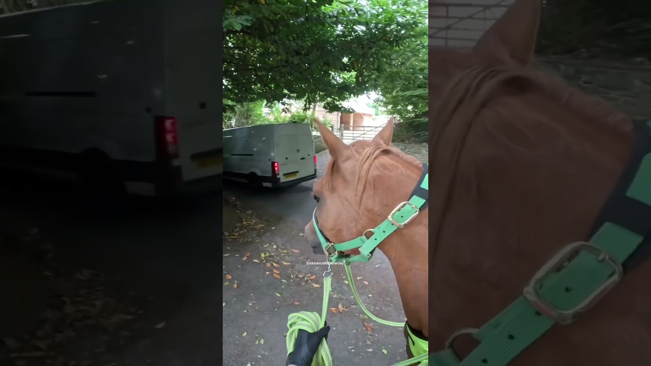 Long lining horses on roads with great drivers! #horse #horseriding #equestrian #road #shorts #cars