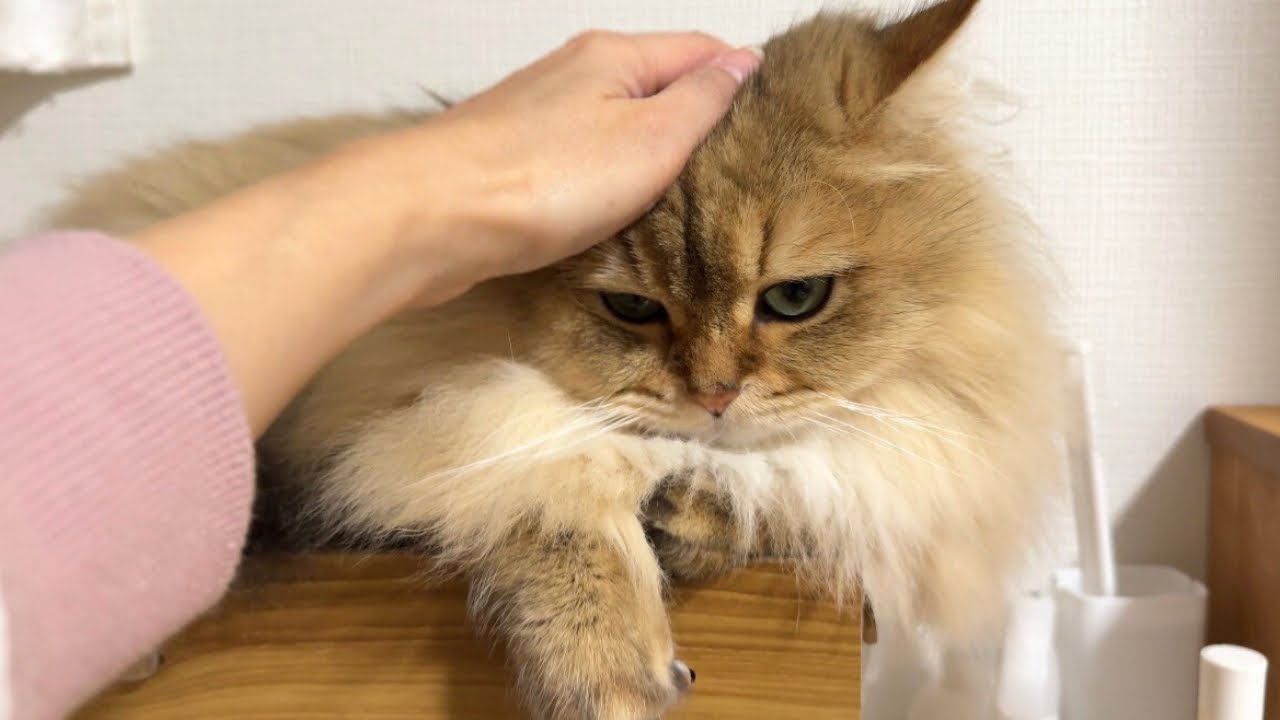 爪とぎベッドを倒してしまい、怒られると思って焦る猫たちw