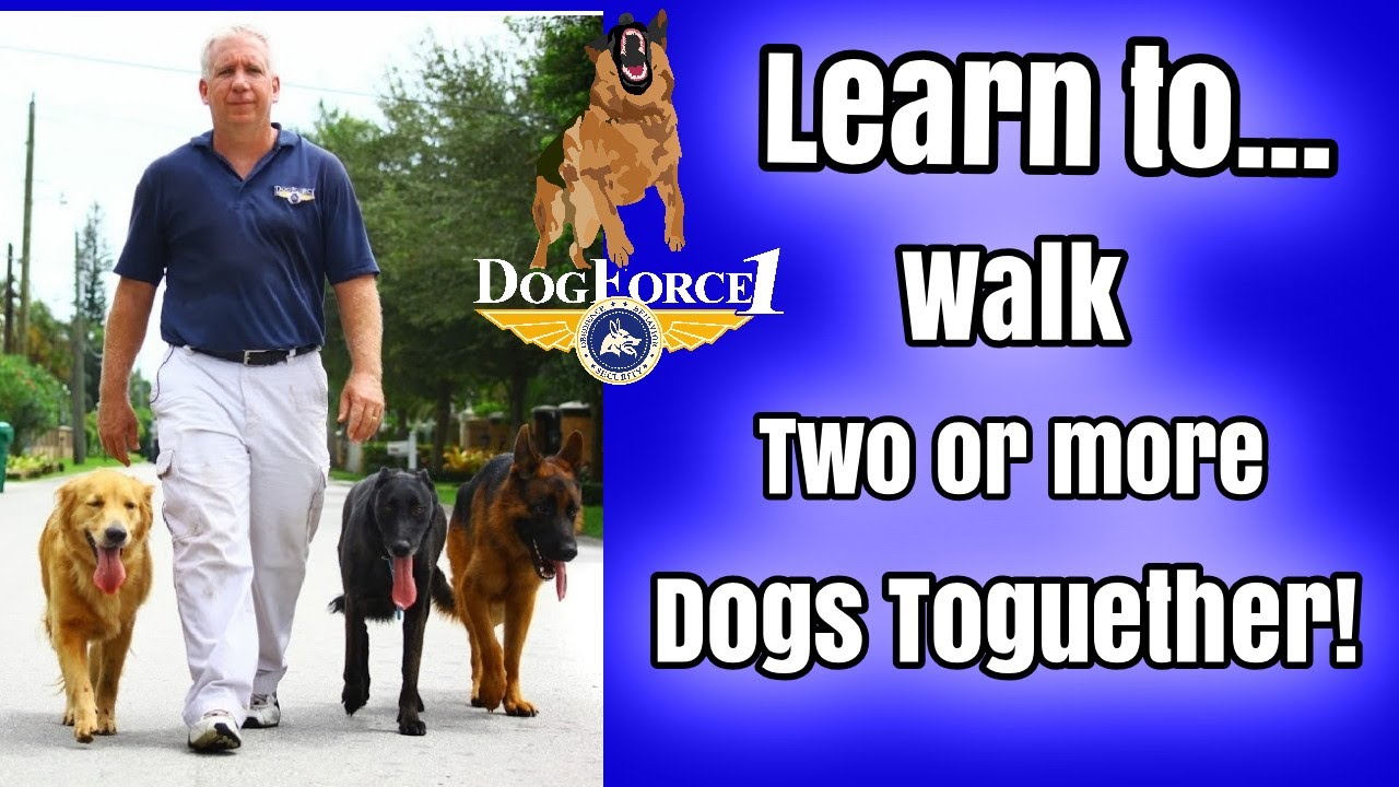 Learn to walk 2 dogs at the same time