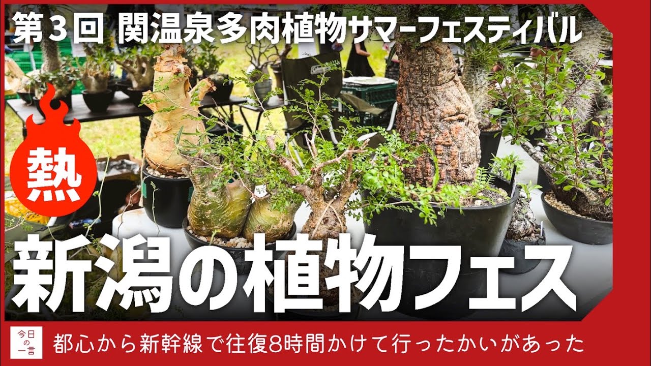 新潟の関温泉スキー場で開催された植物フェスがあつすぎたので紹介したい【関温泉多肉植物サマーフェスティバル】【アガベ・塊根・多肉】