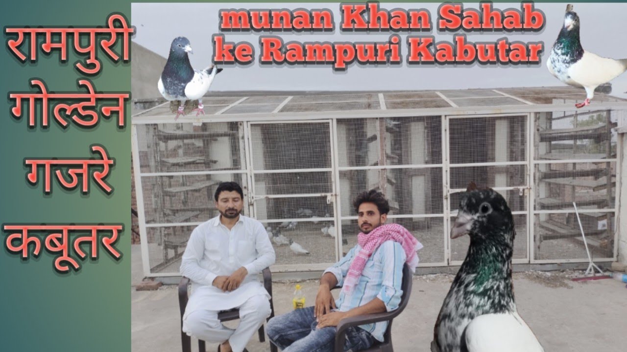 Rampuri Kabutar golden gajre kabutar उस्ताद मूनन खान साहब के रामपुरी कबूतर हाई फ्लायर कबूतर