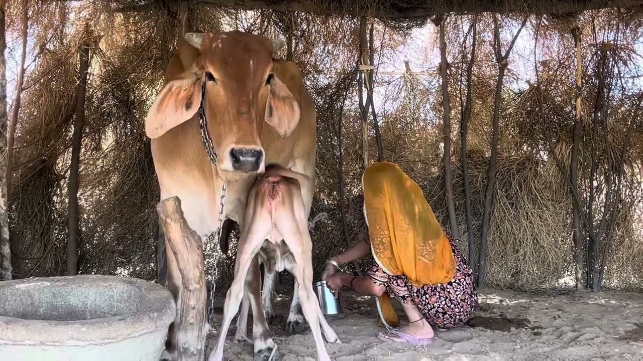 गाय के दूध निकालने का पूरा विडियो छोटी सी गाय 🐄 कैसी लगी विडियो को पुरा देकना