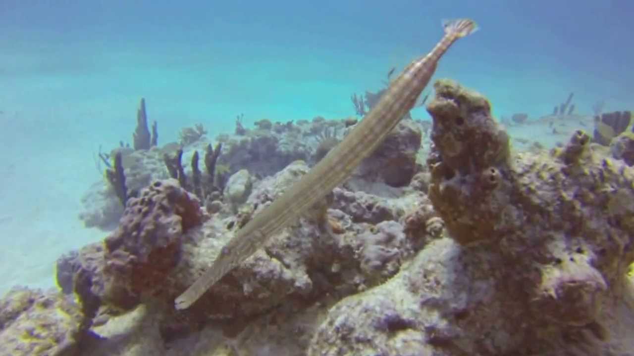 Dive in Playa del Carmen 2th - Mexico - Dec 2013 - Pluto Dive - GoPro Hero3 Black
