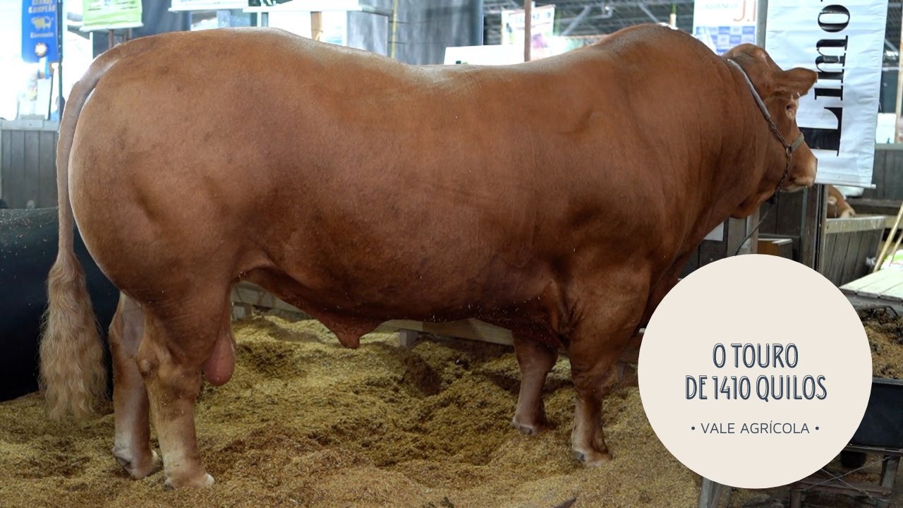 HUDSON, O LIMOUSIN DE 1410 QUILOS!