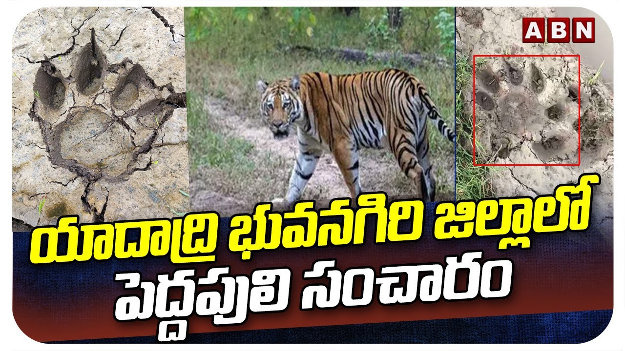 యాదాద్రి భువనగిరి జిల్లాలో పెద్దపులి సంచారం | Tiger in Yadadri Bhuvanagiri district | ABN Telugu