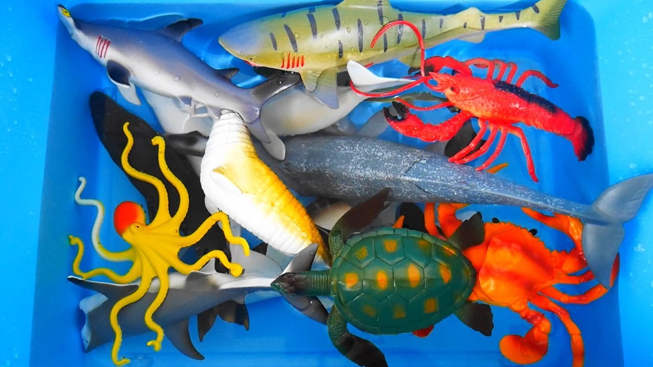 백상아리, 돌고래, 혹등고래, 바다동물 친구들 영어 이름과 모습 배우기 Learn Sea Animals Great White Shark, Dolphin, Humpback Whale