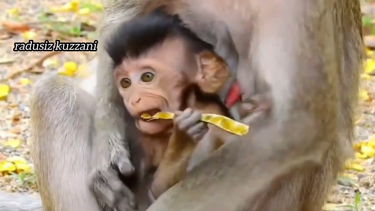 minta susu sepagi ini