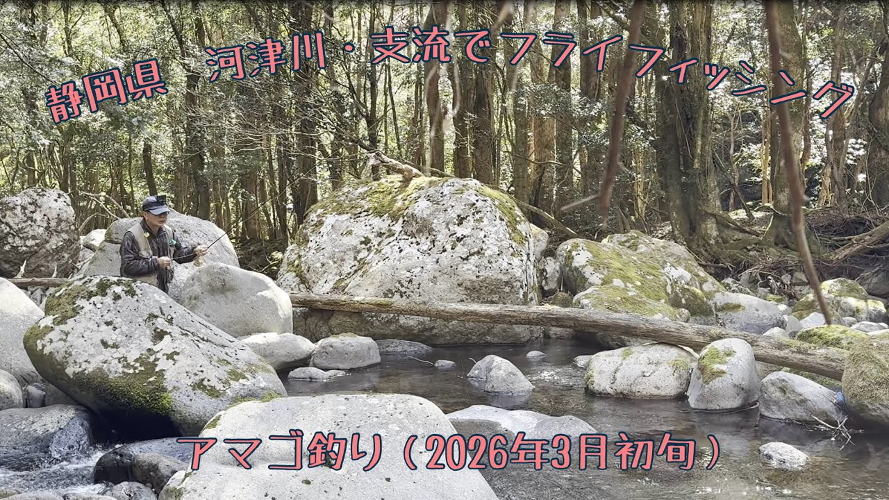 静岡県　河津川・支流でフライフィッシング　アマゴ釣り（2026年3月上旬）