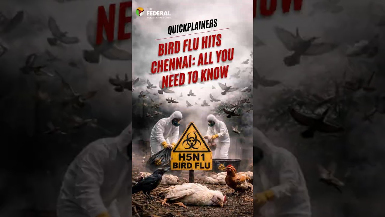H5N1 outbreak in Chennai as hundreds of crows found dead