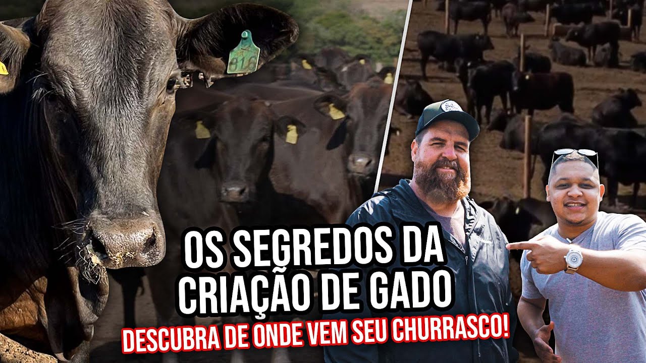 COMO É A CRIAÇÃO DE GADO DE QUALIDADE? PASSO A PASSO DA PECUÁRIA | COM ROBERTO BARCELLOS