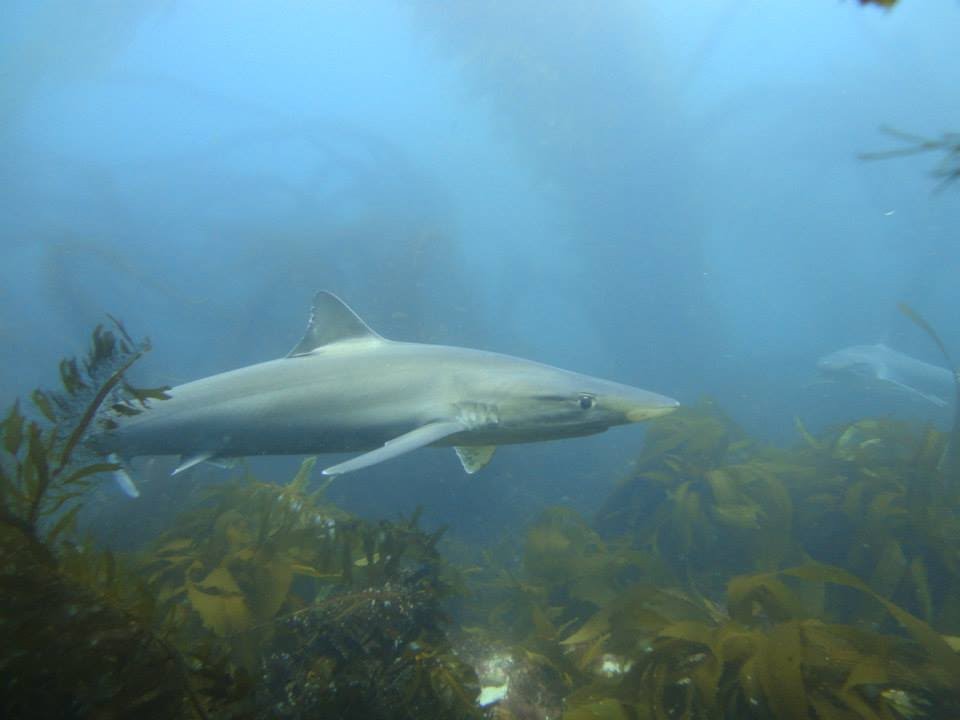 Shark Diving - Tope Sharks - La Jolla, California