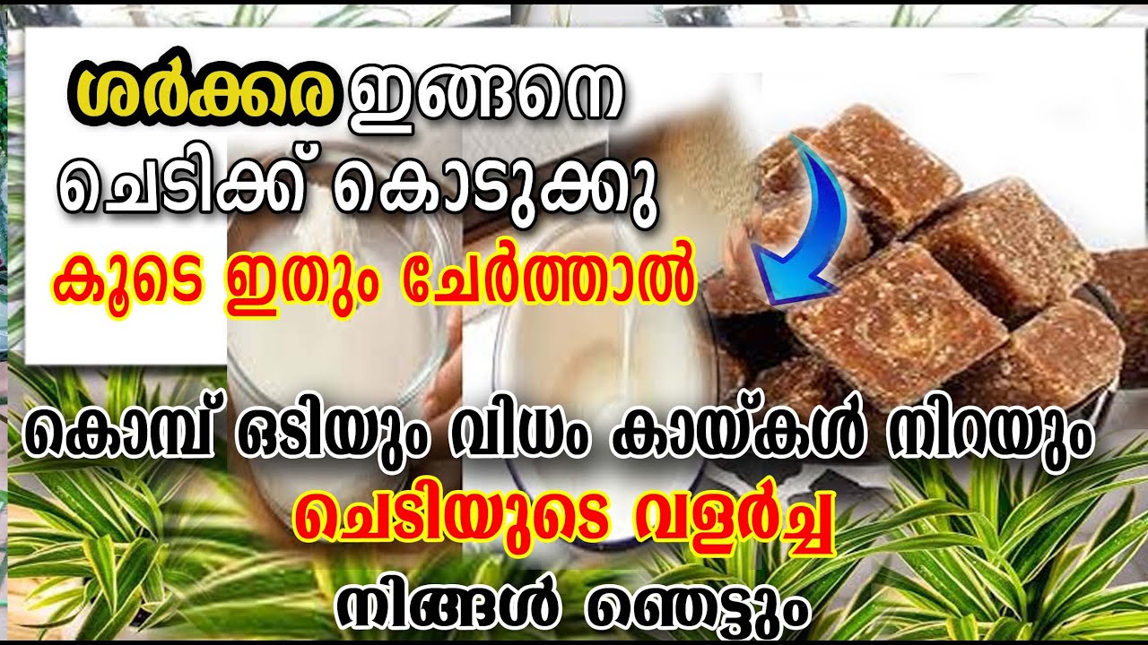 Chedikal nannayi valaran/pookkal nirayan /HOMEMADE FERTILIZER/Malayalam/poppy happy vlogs