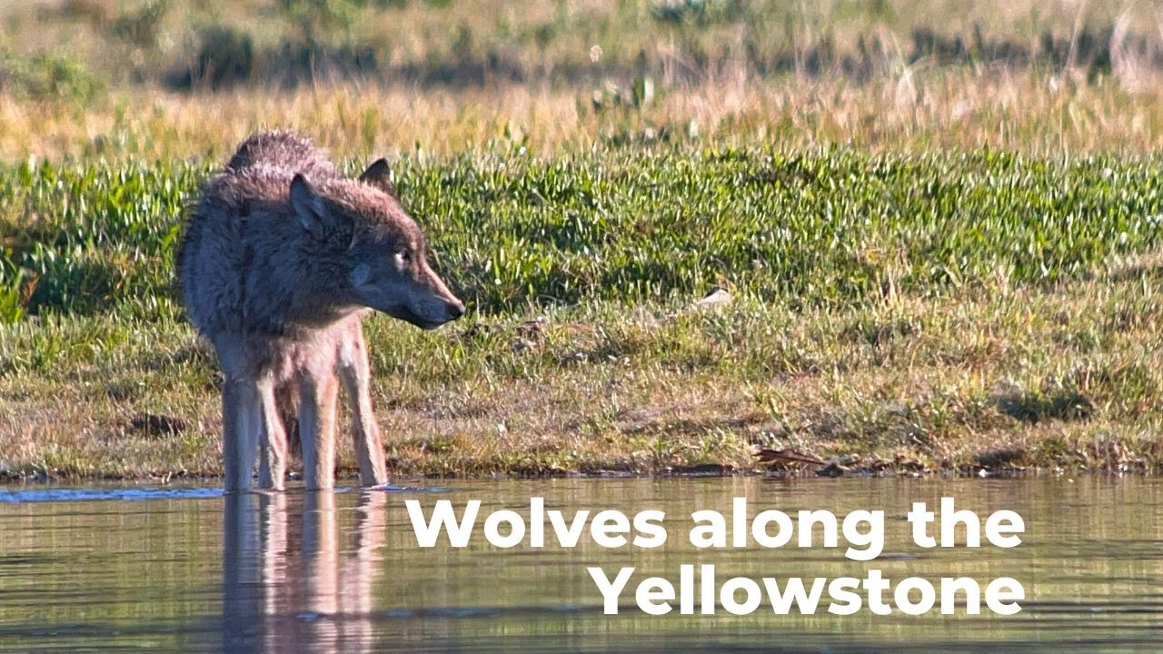 Wolves Along the Yellowstone River