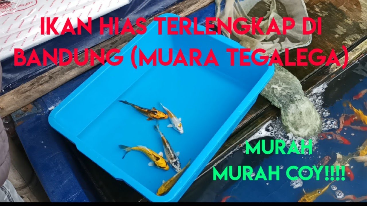 PASAR IKAN TERBESAR DI BANDUNG MUARA TEGALEGA