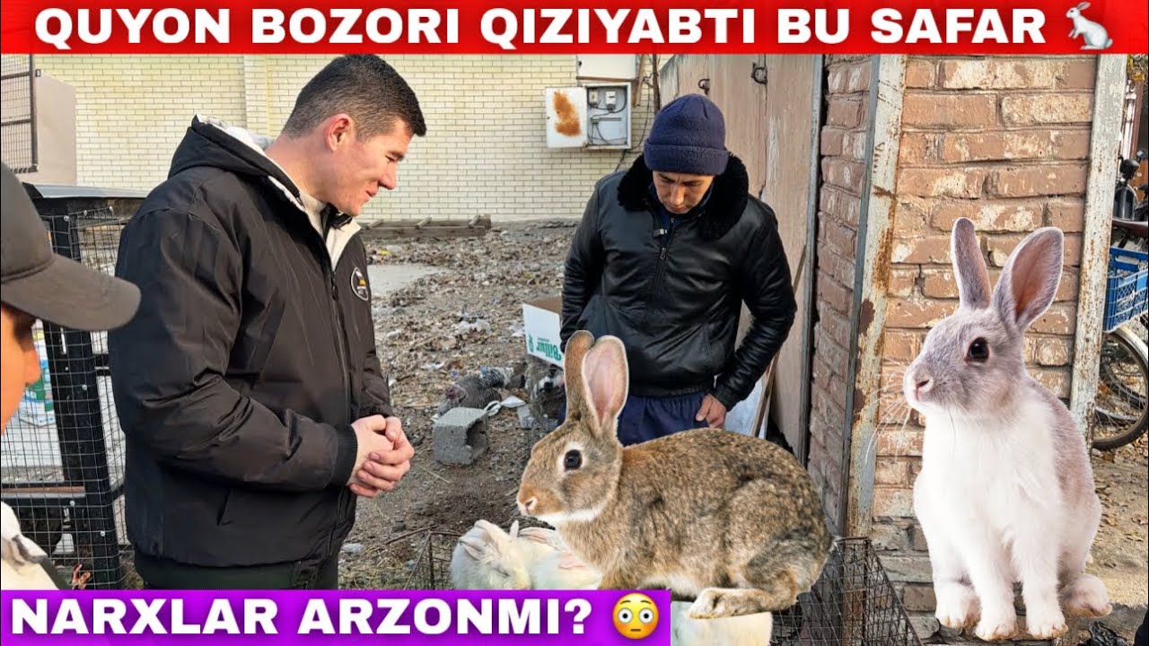 QUYON BOZORIDAGI NARXLAR KESKIN TUSHIB KETDIMI? BESHBOLA QUYON BOZORI NARXLARI 