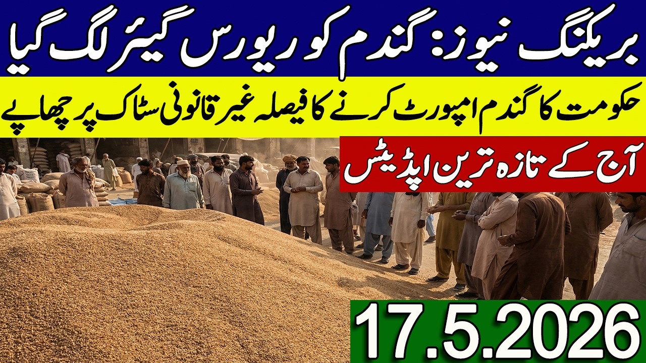 New Gandum Rates Today 2026 || Wheat Price Today || Gundam kay Rates Today 2026