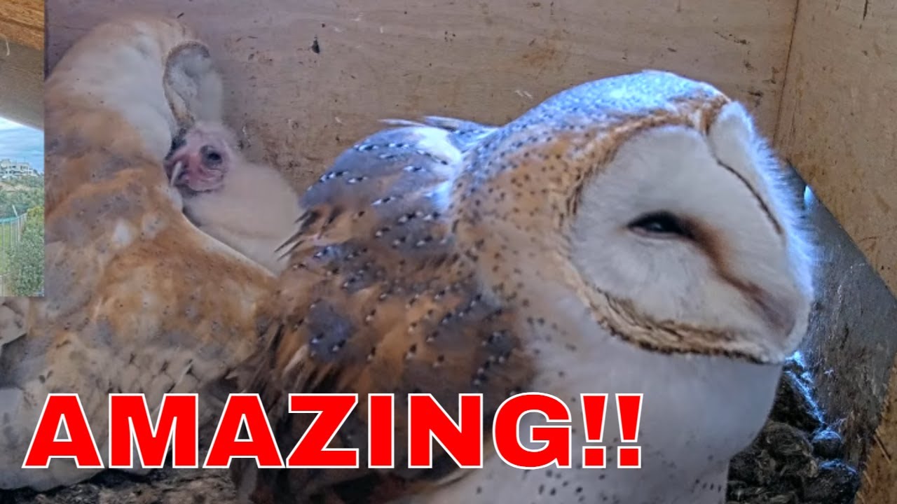 Amazing!!! 🦉 Father Barn Owl Cuddles Nestling (Rare Daytime Moment!) 🤯