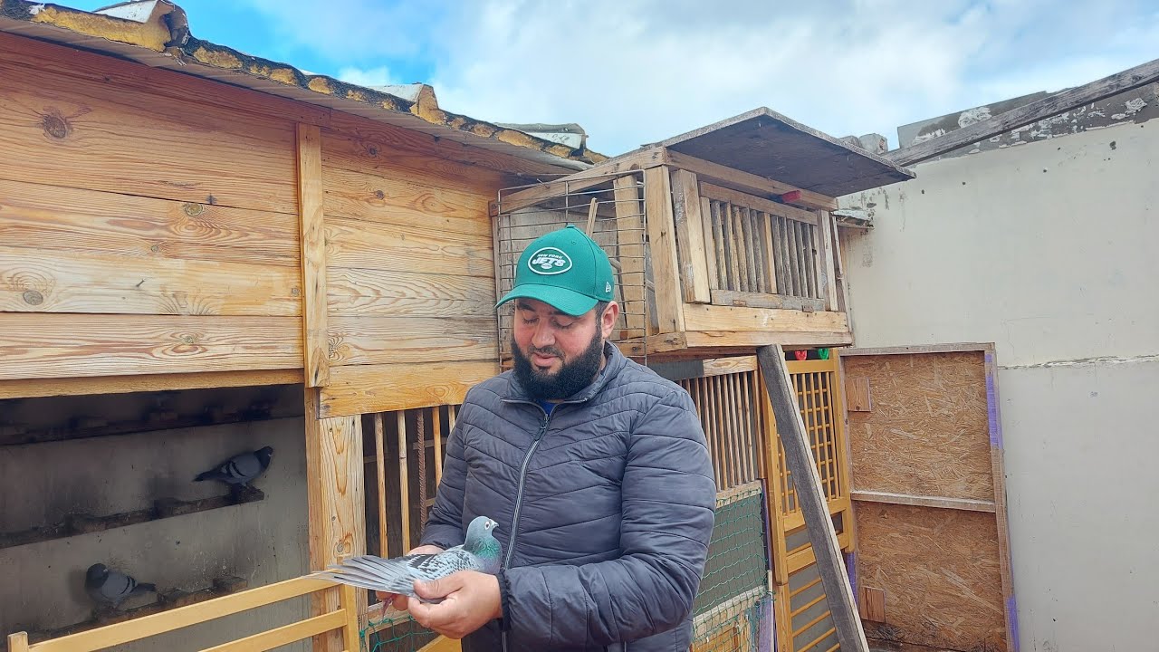 تودي محمد بطل مسابقة إمنتانوت + Pigeon  voyageur Demi Fond