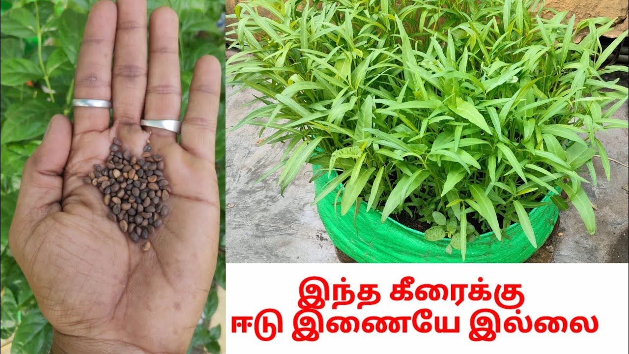 நாம் மறந்துபோன ஒரு கீரை அதிக சத்து நிறைந்த (நீர்தாளிக்கீரை, தண்ணீர் கீரை) #water spinach #garden