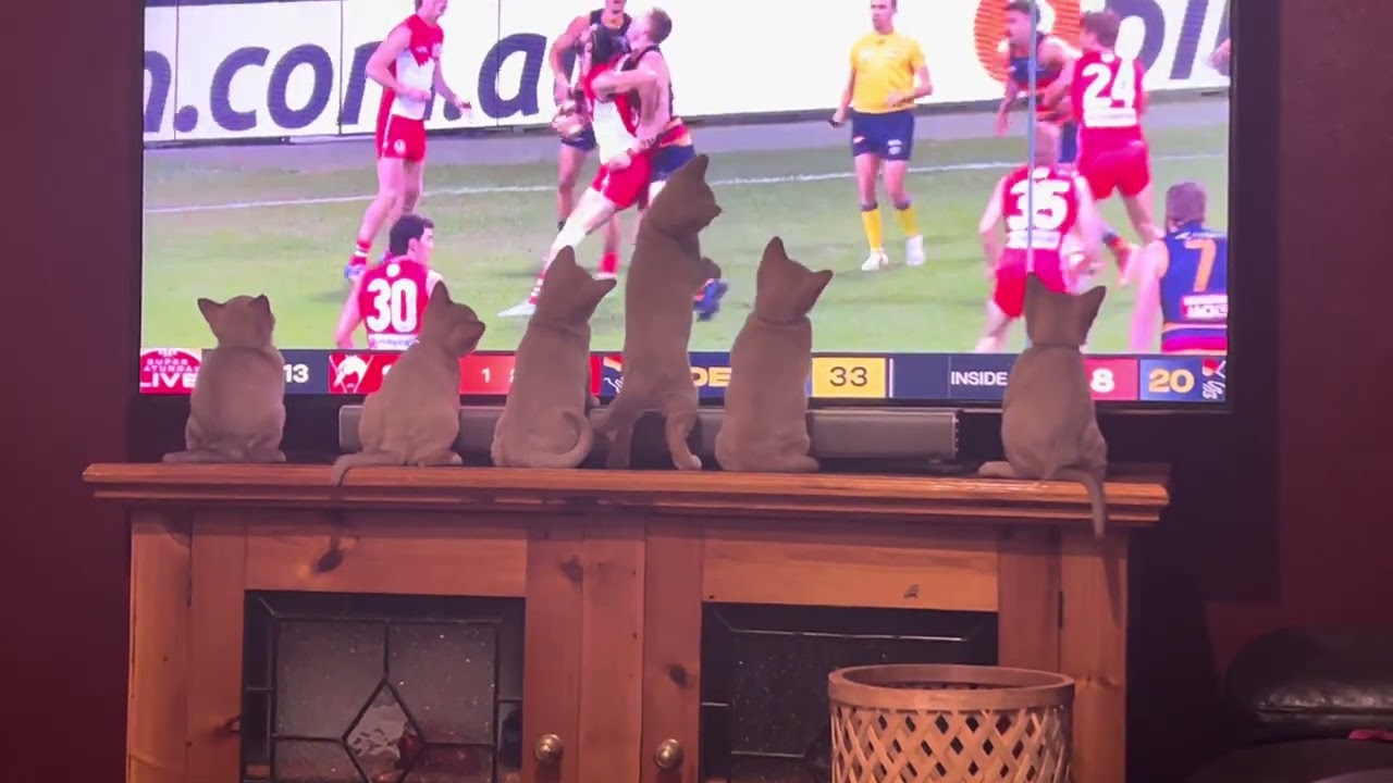 Burmese kittens love the Adelaide crows 