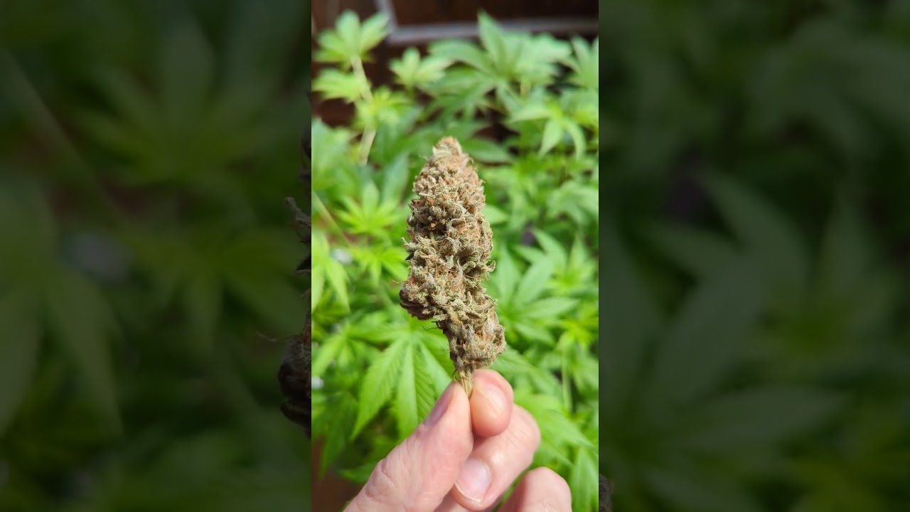 Gorilla Fast - BSF Seeds - Faster & Furious. Org&aacute;nico de interior 👨🏽&zwj;🌾