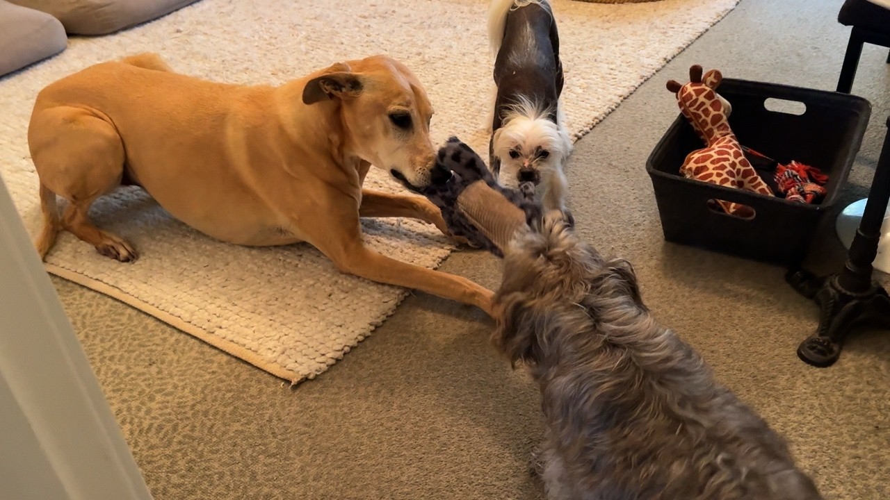 War of Tug 🐶