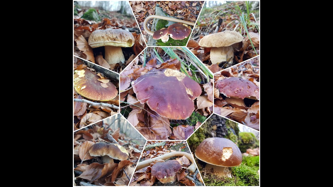FUNGHI  PORCINI  A BOMBA - 5 NOVEMBRE!!!