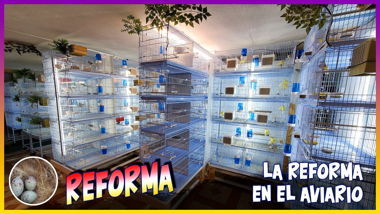 LA REFORMA EN EL AVIARIO y +🦜