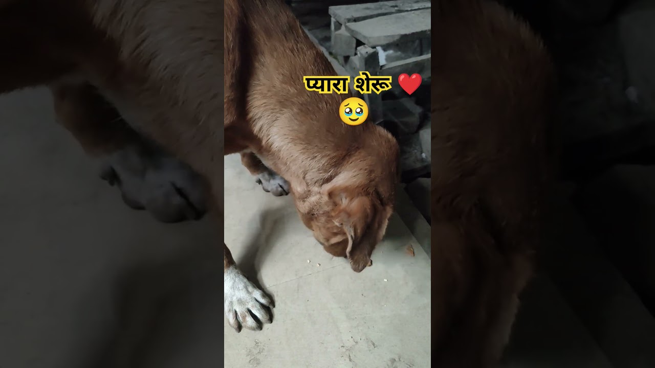 🐶 Bhookhe Dog Ko Biscuit Khilaya ❤️ | Street Dog Feeding | Emotional Short.