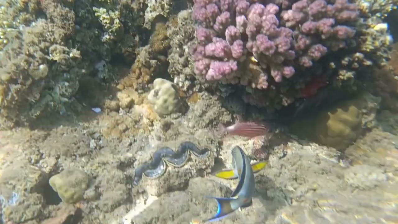 SNORKELING HURGHADA 2026