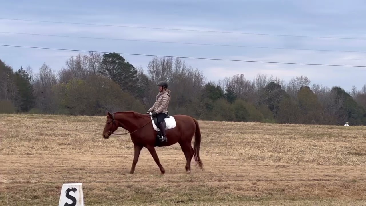 2019 Hanoverian PJ