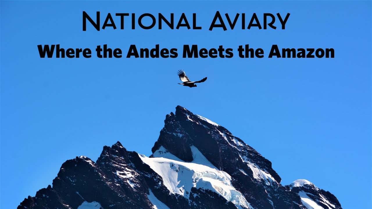 Where the Andes Meets the Amazon