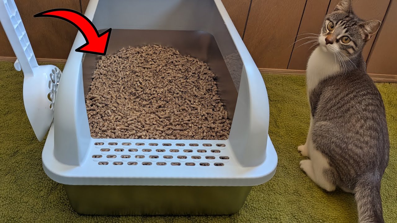 This Stainless Steel Sifting Cat Litter Box Is So Nice!