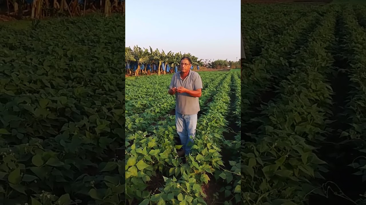 أهم المستجدات في محصول الفاصولياء في مرحلة التزهير حتي الحصاد