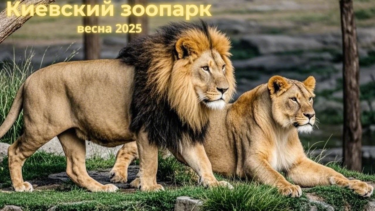 Киевский зоопарк весной!Исследуйте удивительные места обитания животных в этом захватывающем месте!