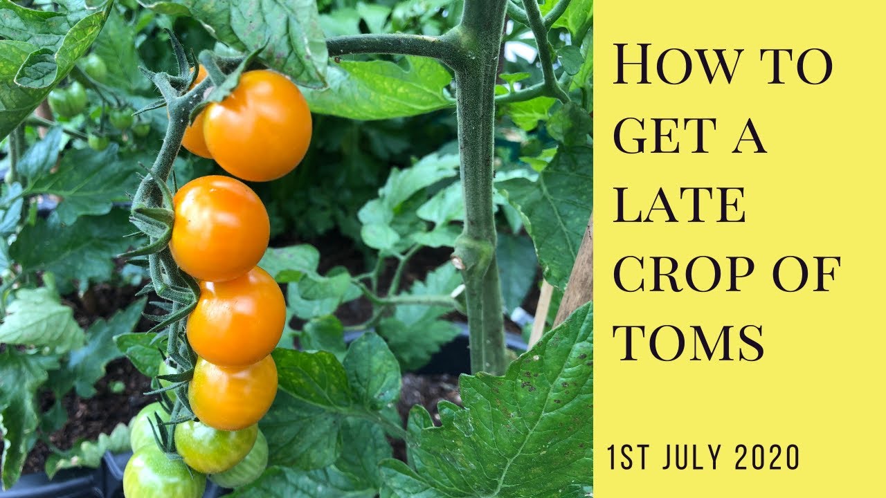 Planting side shoots for a late tomato harvest
