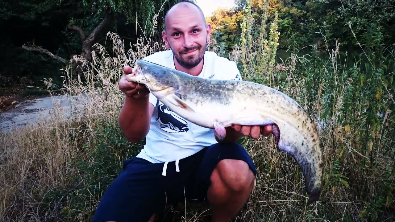Cat fish fishing 26 j&uacute;l 2015 silurus glanis
