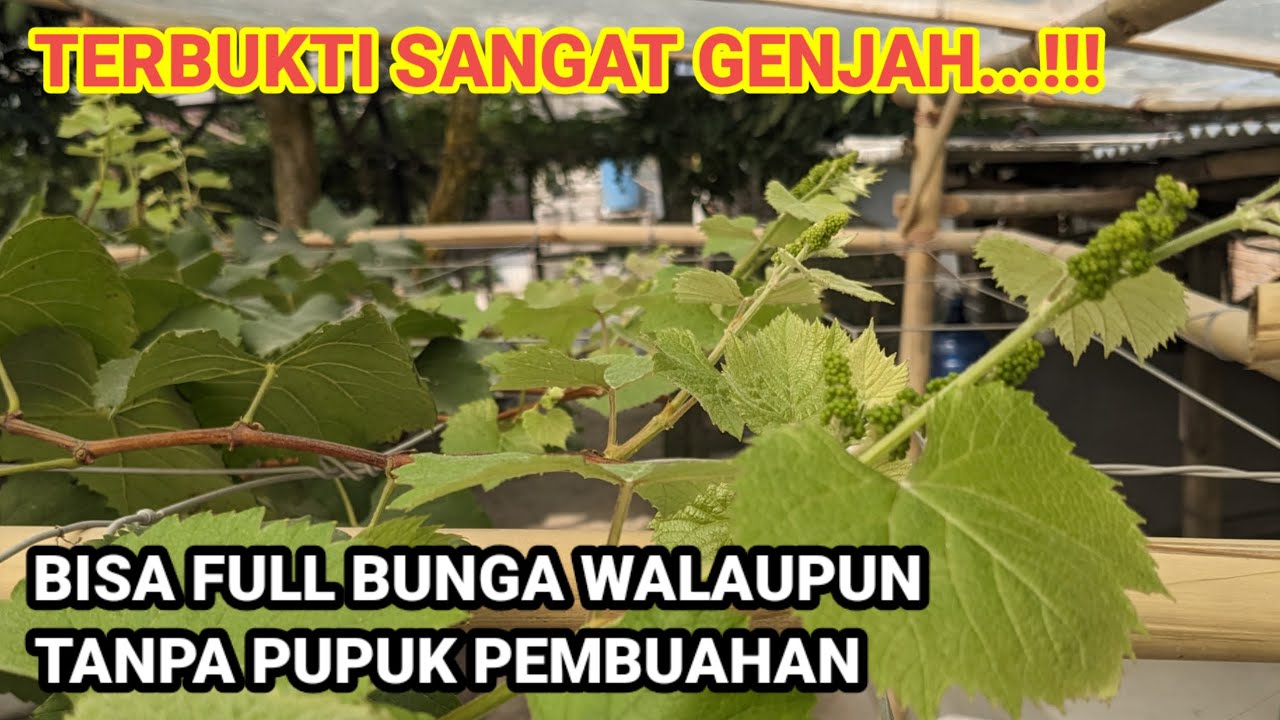 Update 12 HSP‼️Pembuahan anggur tanpa pupuk generatif