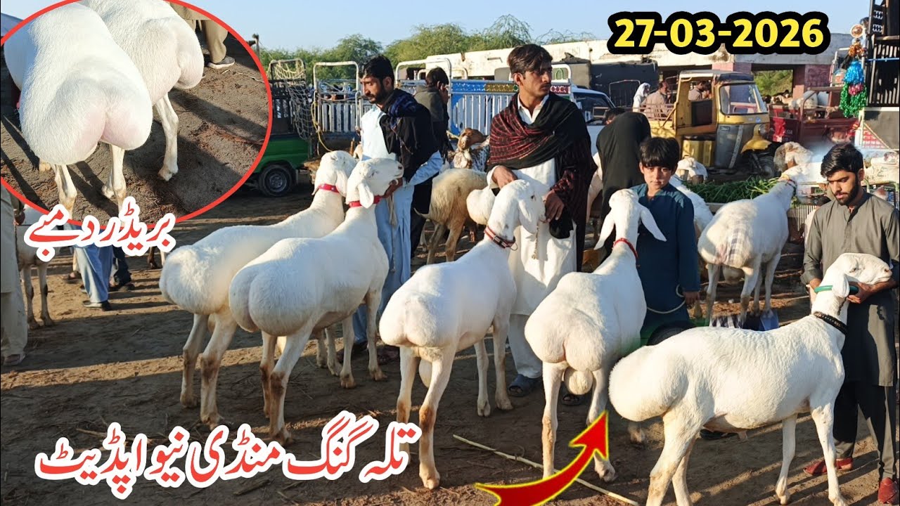 Talagang Dumba Mandi Latest Update-  dumba farming- Dise Shuq -27-03-2026 Turkey Dumba Talagng Mandi