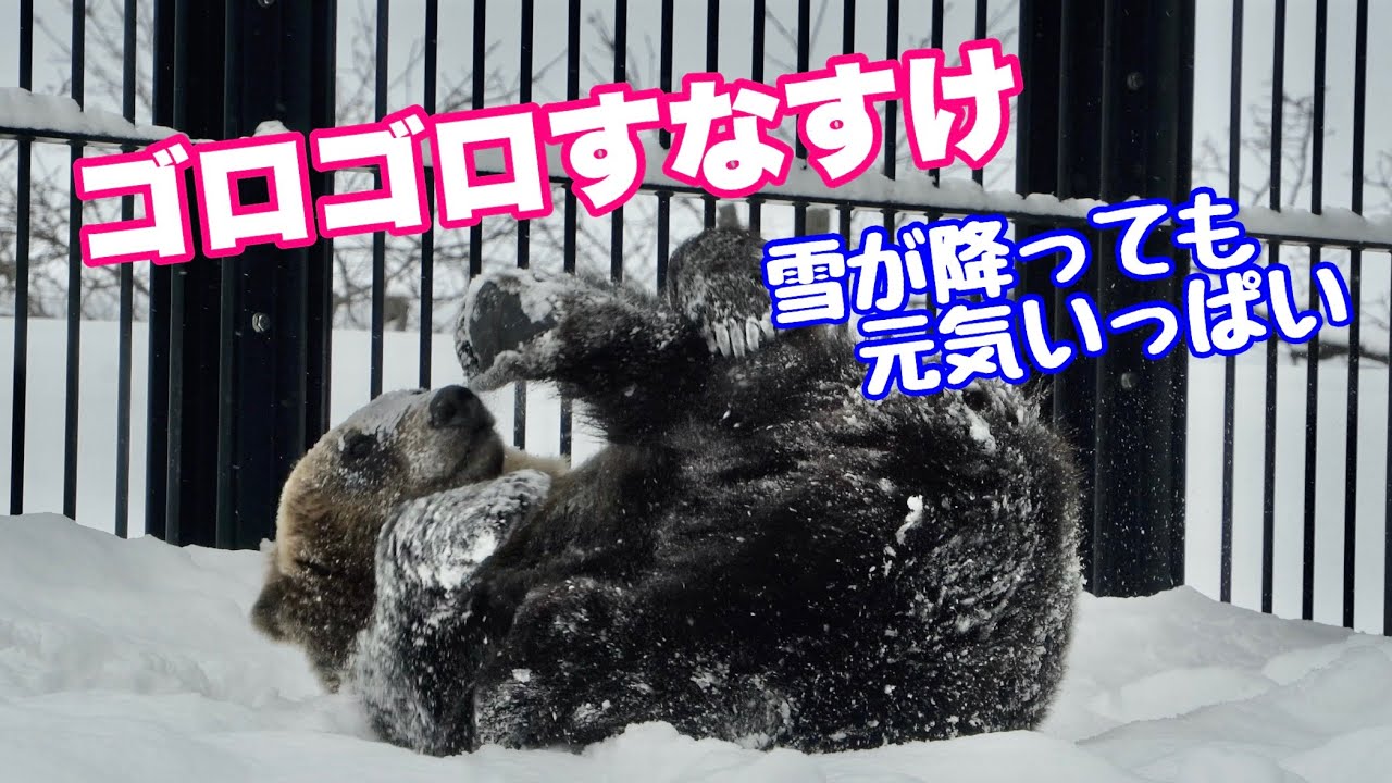 【旭山動物園】寒くても元気いっぱいゴロゴロすなすけ