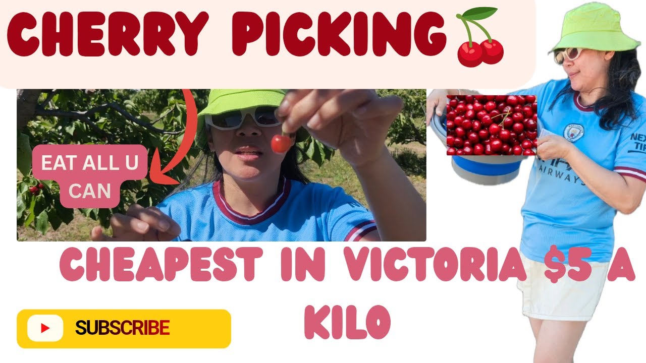 COUNTRYSIDE LIVING IN AUSTRALIA/ CHEAPEST CHERRY PICKING I KNOW