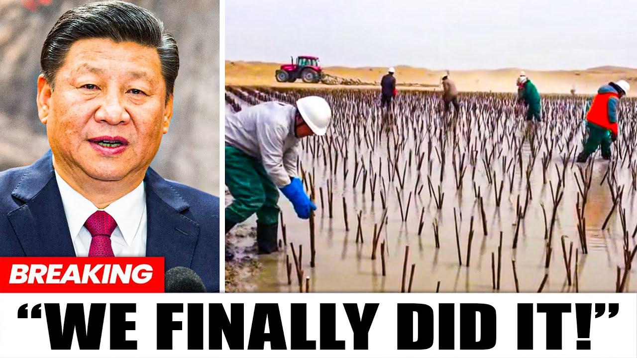 Everybody Laughed At China For Burying Tons Of Plants In Desert... 10 Years Later, They Regretted It