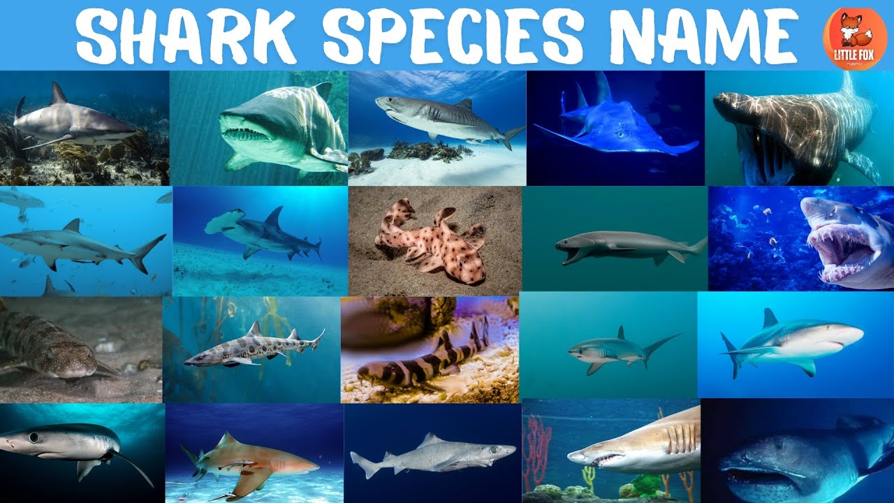 Top 30+ Shark Species Names in English for kids #kids #animals #shark