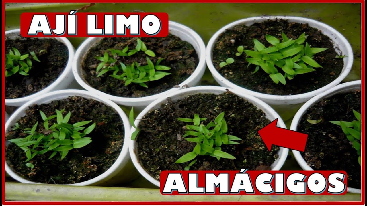 APRENDE A SEMBRAR Y TRASPLANTAR ALMÁCIGOS - SEMILLEROS DE AJÍ LIMO